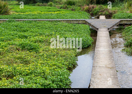 Regno Unito, Inghilterra, Ewelme. Il crescione letti e Ewelme Brook. Foto Stock