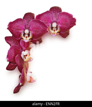 Borgogna fiori di orchidea su sfondo bianco Foto Stock