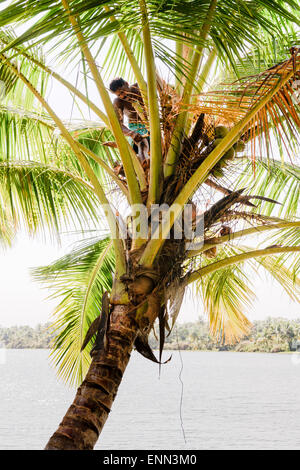 Abitante Tody raccolta dai fiori di noce di cocco in Kerala Backwaters. Foto Stock