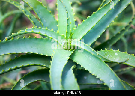 Aloe Vera Cactus Foto Stock