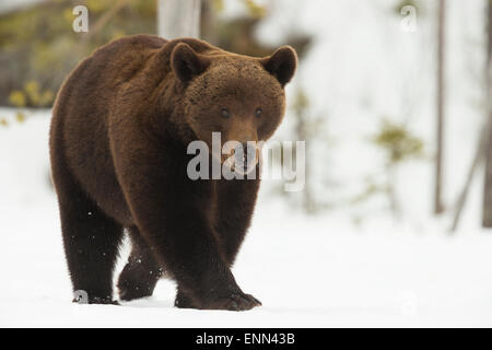 Unione di orso bruno Ursus arctos arctos, durante i mesi primaverili, Finlandia. Foto Stock