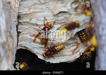 I calabroni proteggendo l'ingresso per il loro nido. Foto Stock