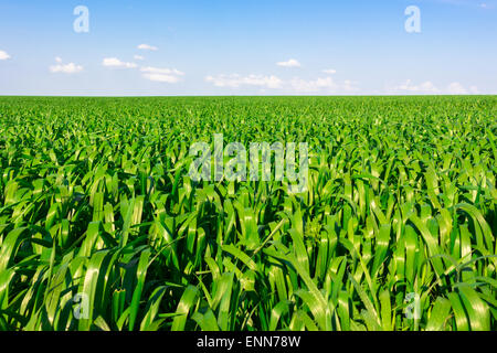 Green campo di grano sotto il cielo blu con nuvole Foto Stock