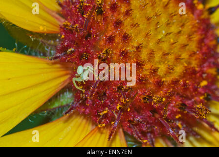 Baby oro ragno granchio, Misumena vatia, su un fiore gaillardia blossom, Gaillardia aristata, in Bow Valley Parco Provinciale. Foto Stock