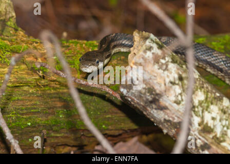Un giovane acqua settentrionale snake, Nerodia sipedon, strisciando attraverso un registro di muschio in Charleston Lake Provincial Park, Ontario Foto Stock