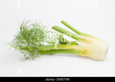 Il finocchio, finocchio dolce, Firenze finocchio, Fenchel, Knollen-Fenchel, Gemüse-Fenchel, Foeniculum vulgare, Foeniculum officinale Foto Stock