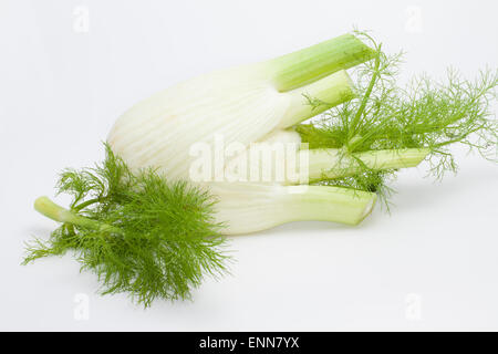 Il finocchio, finocchio dolce, Firenze finocchio, Fenchel, Knollen-Fenchel, Gemüse-Fenchel, Foeniculum vulgare, Foeniculum officinale Foto Stock