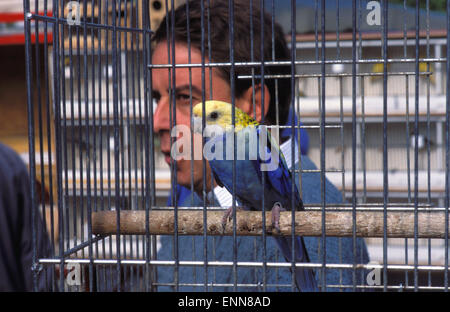 BEL, Belgio, Bruxelles, il mercato degli uccelli al tge mercato dell'erba. BEL, Belgien, Bruessel, Vogelmarkt auf dem Grasmarkt. Foto Stock