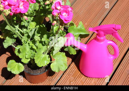 Rosa fiori di geranio pianta con annaffiatoio Foto Stock