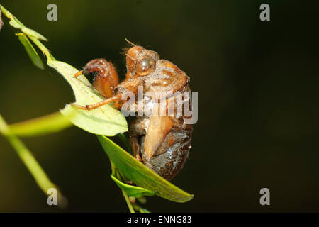 Cicala esoscheletro, Durras Nord, Nuovo Galles del Sud, Australia Foto Stock