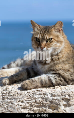 Ritratto di un gatto grigio sullo sfondo del mare Foto Stock