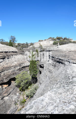 Rari pini cipressi (Callitris endlicheri), Wollemi National Park, New South Wales, Australia Foto Stock