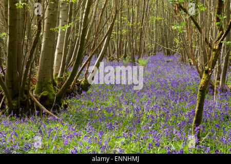 Tappeto di Bluebells inglese in una foresta del Sussex. Foto Stock