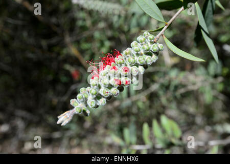 Scovolino da bottiglia di limone (Callistemon citrinus), Wollemi National Park, New South Wales, Australia Foto Stock