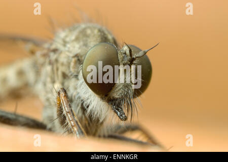 Robber fly close up Foto Stock