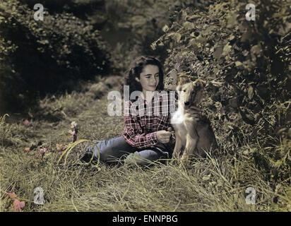 Il coraggio di Lassie, aka detenute auf vier Pfoten, USA, 1946, Regie: Fred M. Wilcox, Darsteller: Elizabeth Taylor, Foto Stock