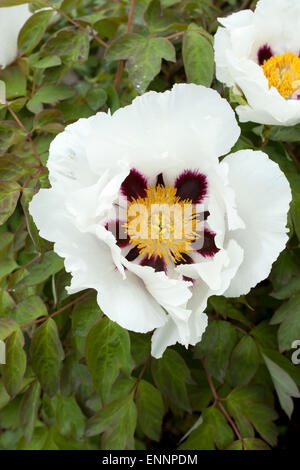 Rocce peonia Paeonia rockii in una frontiera di RHS Garden Rosemoor una giornata di primavera. Foto Stock