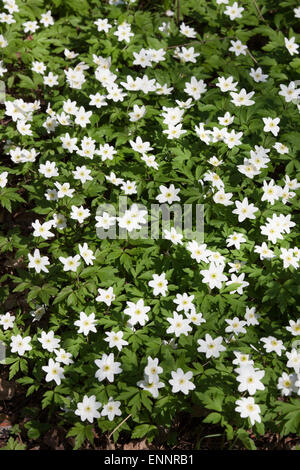 Fiori Selvatici Anemone nemorosa , Foto Stock