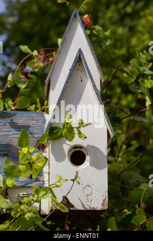 Legno stagionato birdhouse circondato dal verde. Foto Stock