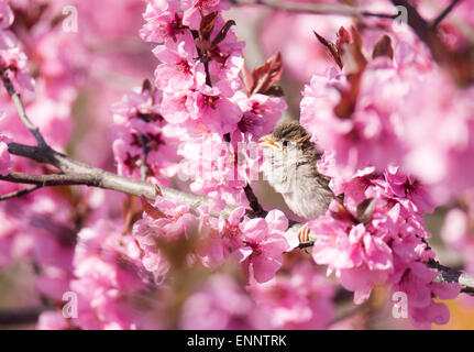 Sparrow seduti tra i fiori di un rosa fioritura pesco Foto Stock