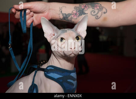 Excel, London, Regno Unito. 9 maggio 2015. 5a Londra il Pet mostra caratteristiche gatti, cani, conigli jumping, rettili, pesci, cavalli e asini, in funzione dal 9 fino al 10 maggio. Glabre Sphynx cat. Credito: Malcolm Park editoriale/Alamy Live News Foto Stock