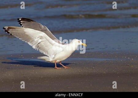 Herring Gull Larus argentatus Fort Myers Beach Florida USA Foto Stock