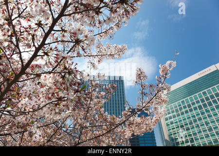 Close up di un fiore di ciliegio albero nel giardino Hamarikyu con il quartiere di Shiodome grattacieli in background Foto Stock