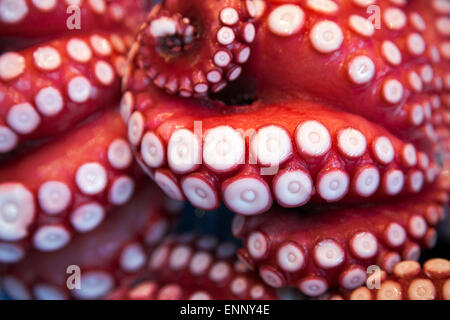 Dettaglio del tentacolo di polipo in vendita presso il mercato del pesce di Tsukiji, la più grande del mondo di vendita all'ingrosso mercato del pesce, Tokyo, Giappone Foto Stock