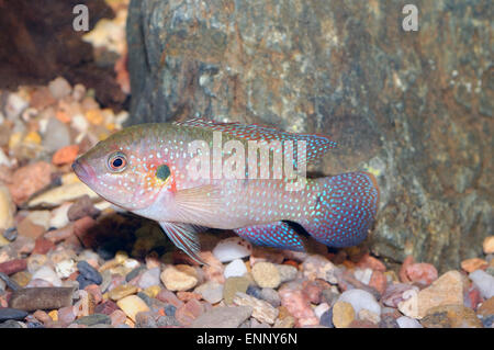 Bel rosso cichlid pesce dal genere Hemichromis. Foto Stock