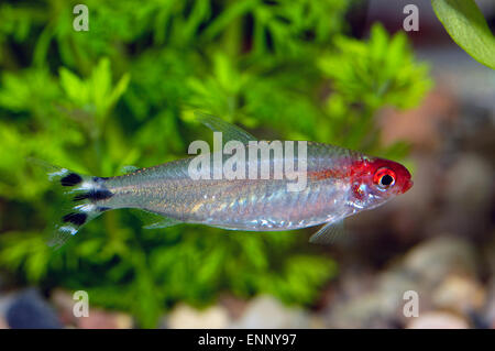 Bel rosso testa pesci tetra dal genere Hemigrammus. Foto Stock