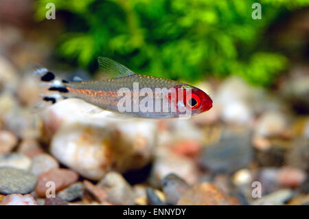 Bel rosso testa pesci tetra dal genere Hemigrammus. Foto Stock