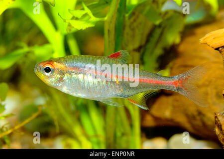 Nizza pesci di acquario dal genere Hyphessobrycon. Foto Stock