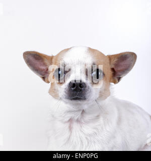 Bella chihuahua cane ritratto su sfondo bianco. Foto Stock
