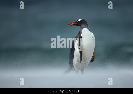 Pinguino Gentoo su un litorale di sabbia nelle isole Falkland Foto Stock