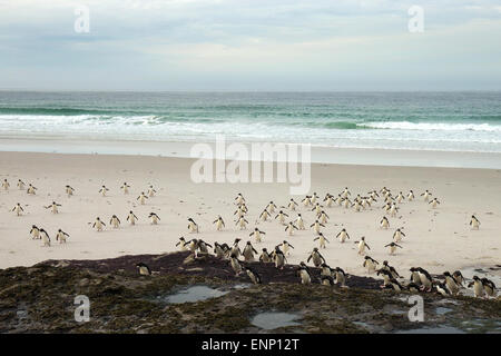 Southern pinguini saltaroccia tornando dal mare Foto Stock
