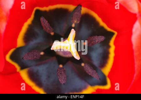 Centro di red tulip con arancio e nero i colori. Foto Stock