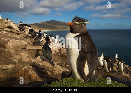 Adulto meridionale pinguino saltaroccia Eudyptes chrysocome in the rookery Isole Falkland Foto Stock
