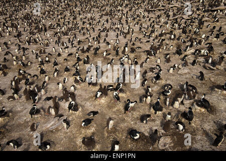 Colonia di pinguini saltaroccia e cormorani re Foto Stock