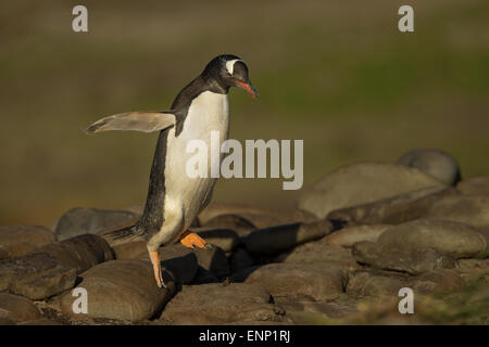 Gentoo di salto del pinguino dalle rocce Foto Stock