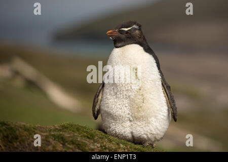Saltaroccia meridionale nel collo, Saunders, Isole Falkland Foto Stock