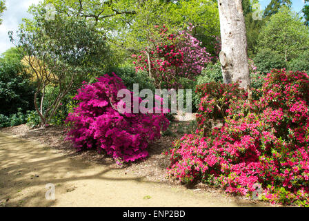 Superba azalee e rododendri a Langley Country Park, Buckinghamshire Foto Stock