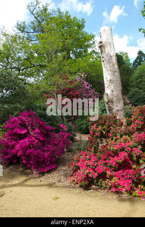 Superba azalee e rododendri a Langley Country Park, Buckinghamshire Foto Stock