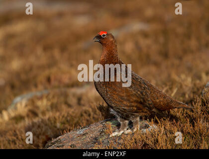 Red Grouse chiamando in brughiera, Scozia Foto Stock