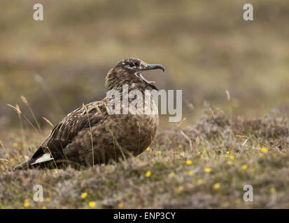 Grande skua Stercorarius skua chiamando nella brughiera Foto Stock