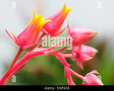 I dettagli dei fiori del cactus echeveria pianta. Foto Stock