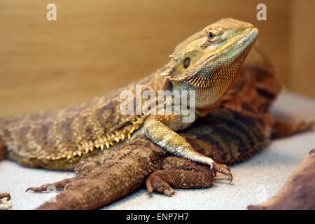 Londra, Regno Unito. Il 9 maggio 2015. Drago barbuto al London Pet Show 2015 in Excel di Londra, Inghilterra Credito: Paul Brown/Alamy Live News Foto Stock