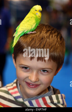 Londra, Regno Unito. Il 9 maggio 2015. Max da Londra festeggia il suo ottavo compleanno con Eric Budgerigar sul Budgerigar Society stand presso il London Pet Show 2015 in Excel di Londra, Inghilterra Credito: Paul Brown/Alamy Live News Foto Stock