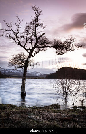 Loch Pityoulish tree nelle Highlands della Scozia. Foto Stock