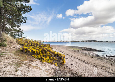 Culbin Sands sul Moray Firth in Scozia. Foto Stock