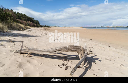 Culbin Sands sul Moray Firth in Scozia. Foto Stock